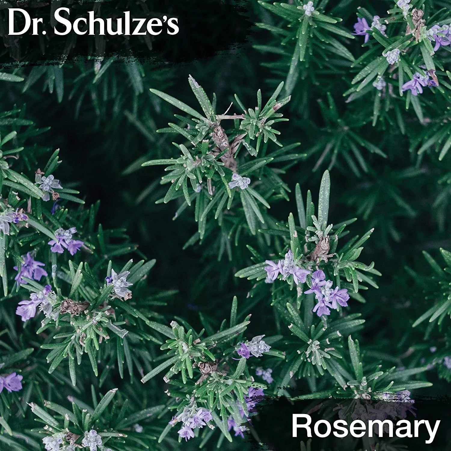 Dr.Schulze'S Brain Herbal Supplements with Ginkgo Biloba for Memory and Focus, Vegan,Stimulates Circulation 2 Oz.